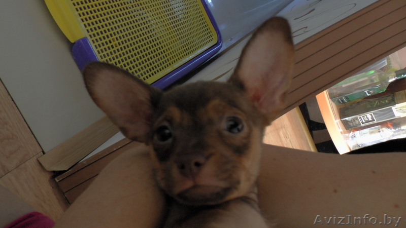 Той-терьера щеночки - Изображение #1, Объявление #1064866