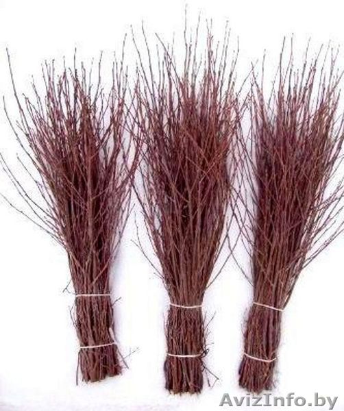 веники (метлы) березовые - Изображение #1, Объявление #1067149