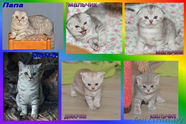 Шотладские вислоухие и прямоухие котята - Изображение #1, Объявление #1095379