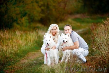 Элитные щенки самоедской лайки ищут любящих хозяев - Изображение #1, Объявление #1109432