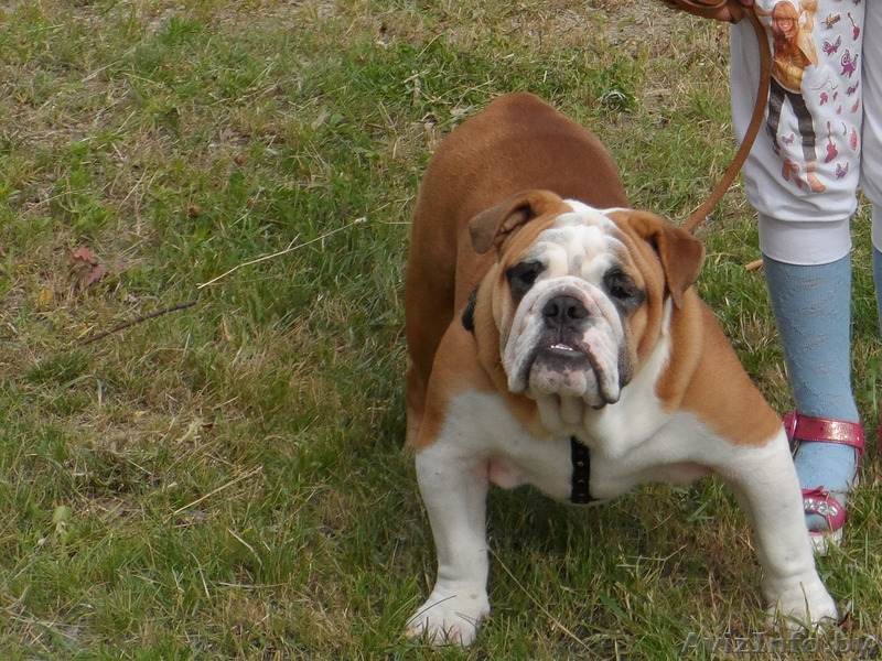 ПОДРОЩЕНЫЙ щенок английского бульдога - Изображение #1, Объявление #1120124