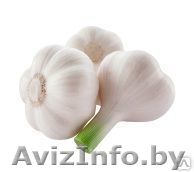 Чеснок в розницу 18 000/кг - Изображение #1, Объявление #1135027