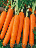 Морковь в розницу 2 500/кг - Изображение #1, Объявление #1135030