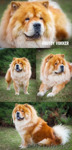 Чау-чау кабель для вязки - Изображение #1, Объявление #669649