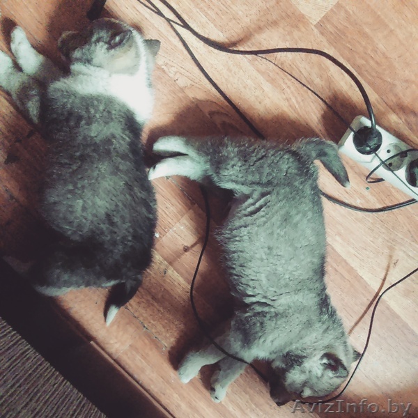 Щенки западно сибирской лайки - Изображение #1, Объявление #1216420