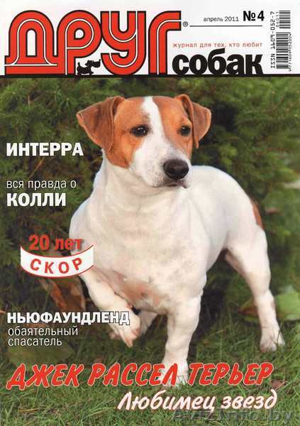 Щенки Джек-Рассел терьера - Изображение #1, Объявление #1287513