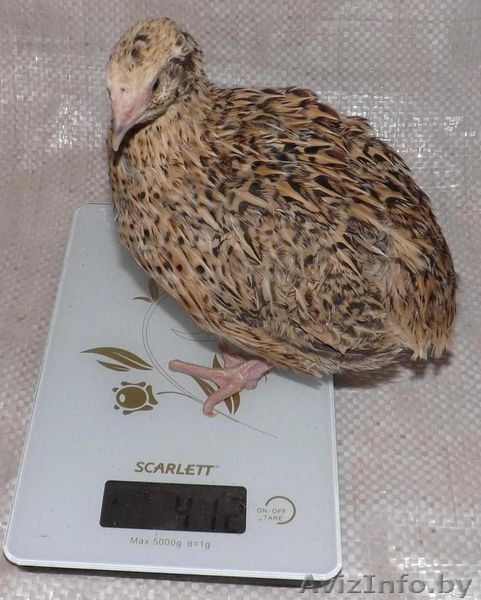 перепела несушки и молодняк - Изображение #1, Объявление #1333950