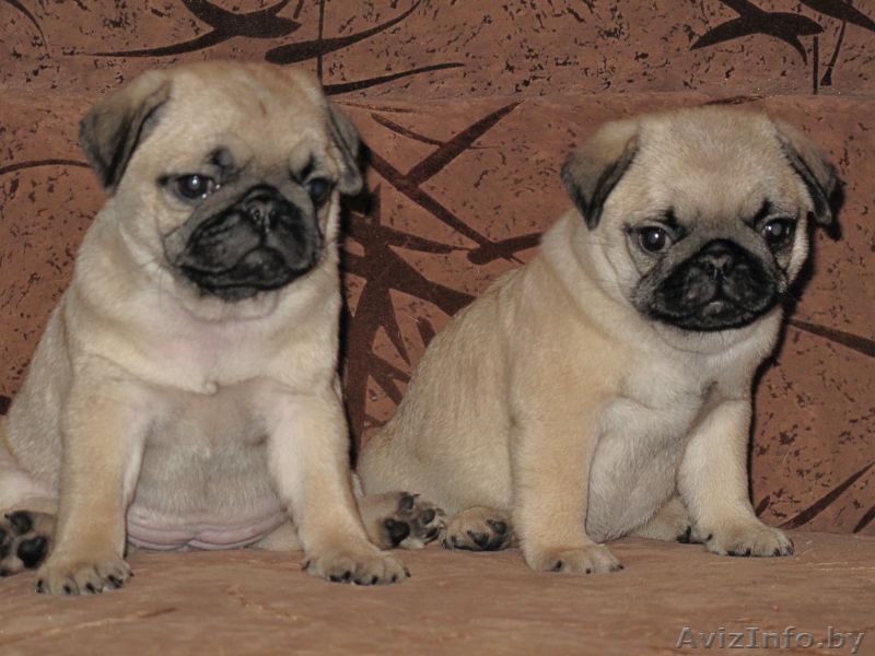 Мопс щенки мальчики и девочки - Изображение #1, Объявление #615391
