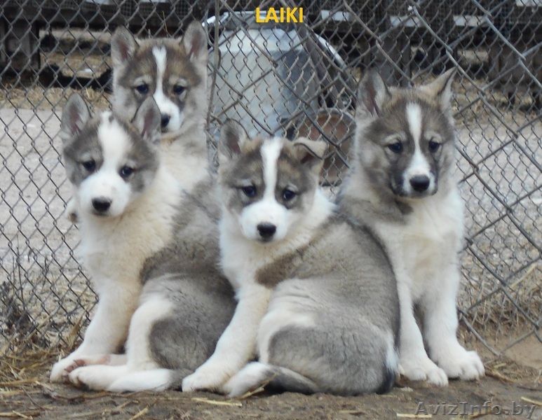 питомник продаёт щенков породы лайка лзс и лре - Изображение #1, Объявление #1376667