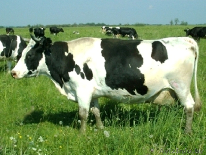 Закупаем Коровы высшей, средней упитанности, тощак. - Изображение #1, Объявление #1439940