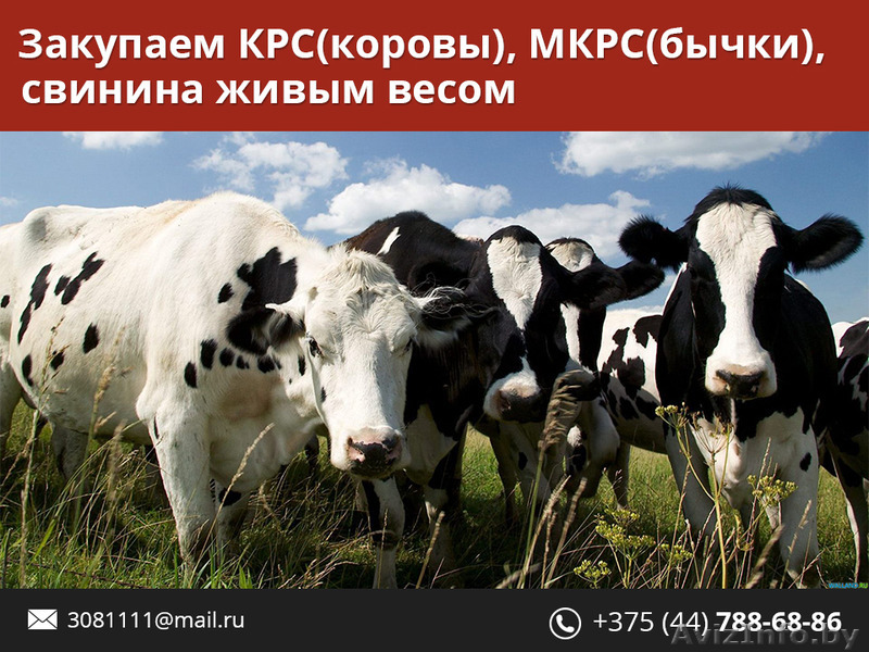 Закупка КРС, свинины живым весом. Дорого. - Изображение #1, Объявление #1480128