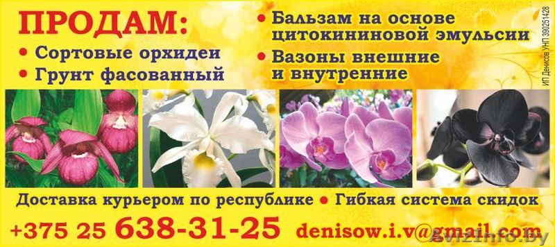 Сортовые орхидеи - Изображение #1, Объявление #1492526