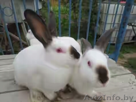 мясо кролика домашнее - Изображение #1, Объявление #1484587