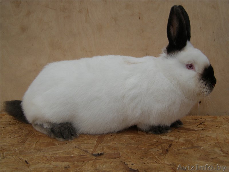 Кролики (Калифорнийской породы) - Изображение #1, Объявление #1598343