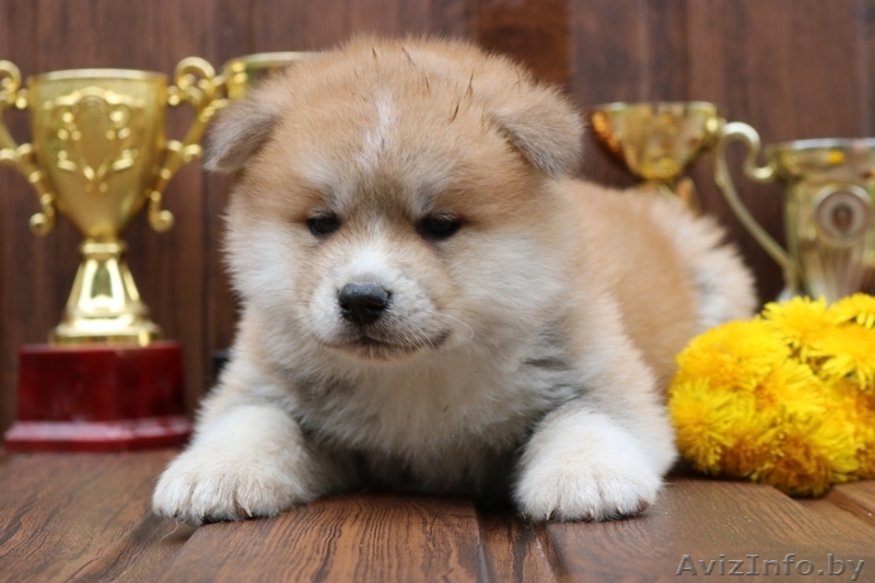 Милые щенки маленькие (Японской акита-ину Хатико) - Изображение #1, Объявление #1630747