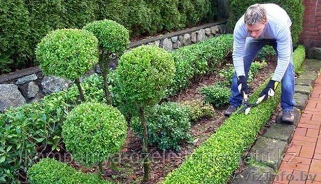 Обрезка, фигурная стрижка кустарников в Гомеле и Гомельском районе. - Изображение #1, Объявление #1631218