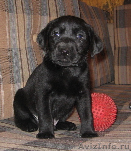 лабрадора черные щенки - Изображение #1, Объявление #60174