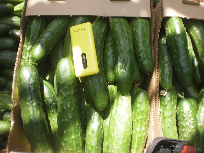 огурец белорусский  - Изображение #1, Объявление #1240513
