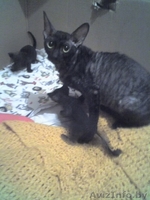 Котята породы Корниш-рекс - Изображение #3, Объявление #25576