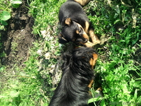 продам той терьера щенка - Изображение #2, Объявление #33828