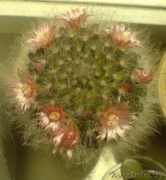 КАКТУС Маммиллярия бокасская (Mammillaria bocasana) - Изображение #1, Объявление #39844