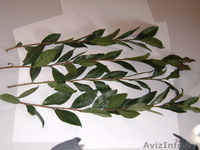 цитруси,мандарини, декоративние растениа - Изображение #1, Объявление #69641