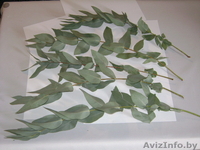 цитруси,мандарини, декоративние растениа - Изображение #2, Объявление #69641