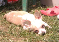 чихуахуа подрощенный кобель без недостатков - Изображение #1, Объявление #62685