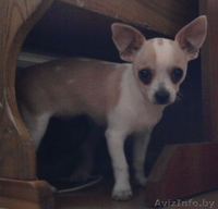 чихуахуа подрощенный кобель без недостатков - Изображение #3, Объявление #62685