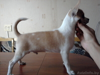 чихуахуа подрощенный кобель без недостатков - Изображение #2, Объявление #62685