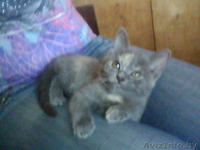 Котята продам дёшево - Изображение #1, Объявление #69279