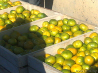 цитруси,мандарини, декоративние растениа - Изображение #4, Объявление #69641