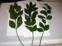 цитруси,мандарини, декоративние растениа - Изображение #3, Объявление #69641