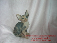 Канадский сфинкс (котята) - Изображение #1, Объявление #78307