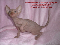 Канадский сфинкс (котята) - Изображение #3, Объявление #78307