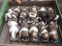 московская сторожевая щенки с питомника - Изображение #3, Объявление #82848