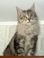 Домашняя рысь - Мейн-кун! - Изображение #2, Объявление #111850