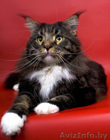 Домашняя рысь - Мейн-кун! - Изображение #1, Объявление #111850