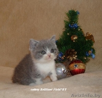 Питомник британских короткошерстных кошек Бриллиант Филд*BY - Изображение #2, Объявление #133575