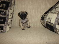 Продам щенка мопса - Изображение #1, Объявление #157403