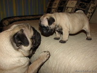 Продам щенка мопса - Изображение #2, Объявление #157403