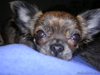 Чихуахуа сука!! - Изображение #1, Объявление #213749