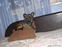 Чихуахуа сука!! - Изображение #3, Объявление #213749