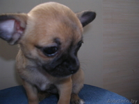 Щенки Чихуахуа,С родословной. - Изображение #1, Объявление #197952