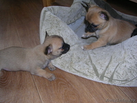 Щенки Чихуахуа,С родословной. - Изображение #4, Объявление #197952