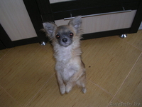 Щенки Чихуахуа,С родословной. - Изображение #3, Объявление #197952