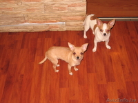 чихуахуа продам - Изображение #1, Объявление #209264