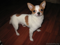 чихуахуа продам - Изображение #2, Объявление #209264