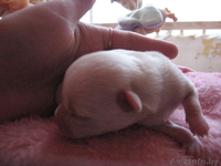 чихуахуа продам - Изображение #5, Объявление #209264