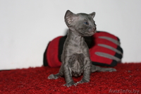 котята корниш рекс 3 мальчика - Изображение #2, Объявление #198822